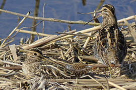 Common Snipe