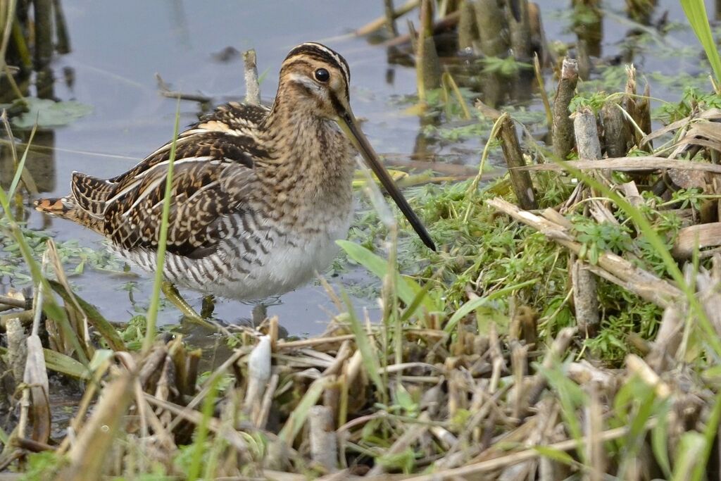 Common Snipeadult, identification