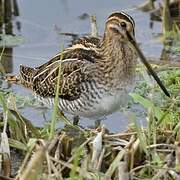 Common Snipe