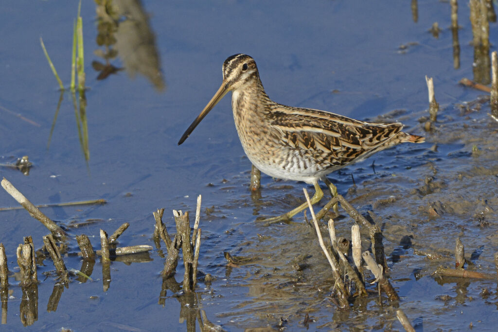 Common Snipeadult, identification