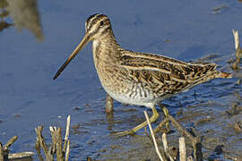 Common Snipe