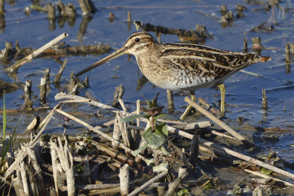 Common Snipeadult, identification