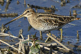 Common Snipe