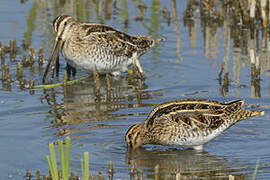 Common Snipe