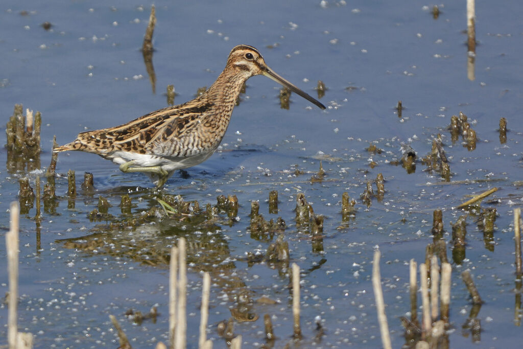 Common Snipeadult, identification