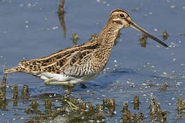 Common Snipe