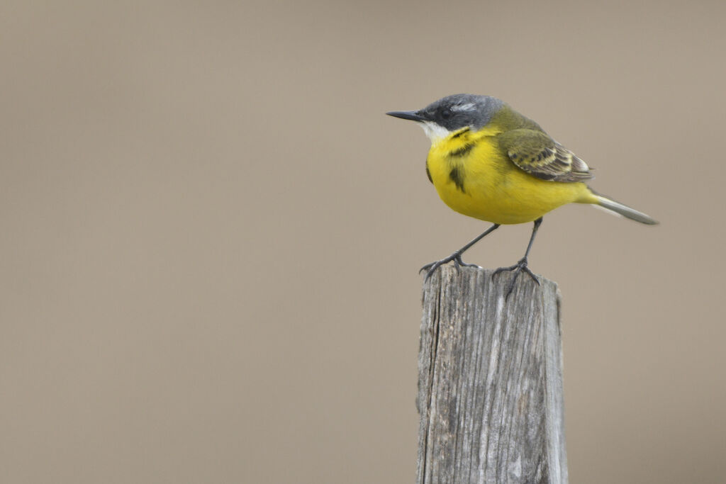 Western Yellow Wagtail (cinereocapilla)