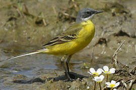 Western Yellow Wagtail (cinereocapilla)