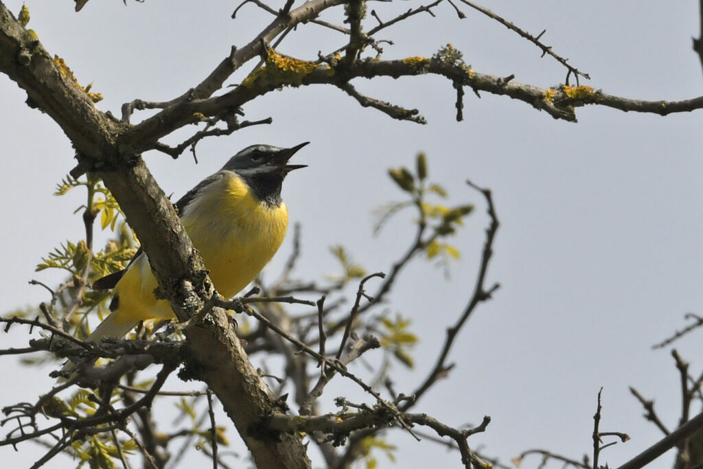 Grey Wagtail male adult breeding, identification