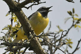 Grey Wagtail