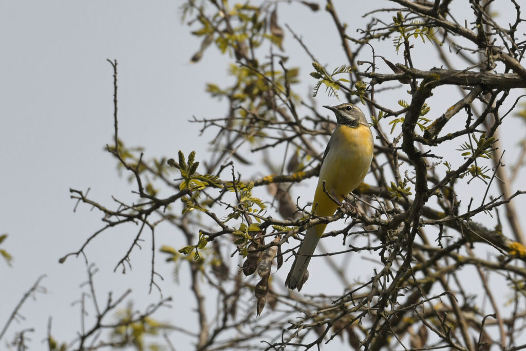 Grey Wagtail female adult breeding, identification