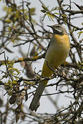 Grey Wagtail