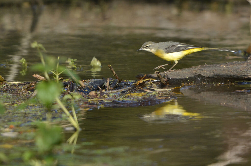 Grey Wagtailadult