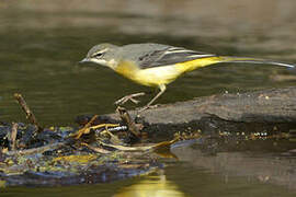 Grey Wagtail