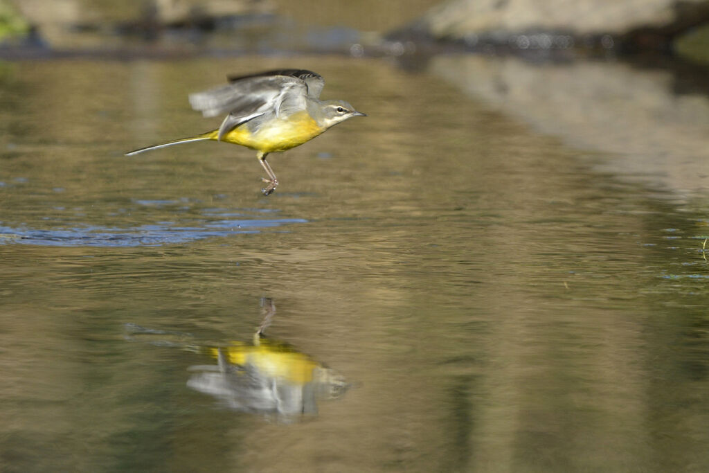 Grey Wagtailadult