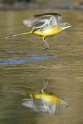 Grey Wagtail