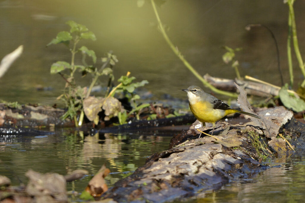 Grey Wagtail