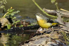 Grey Wagtail