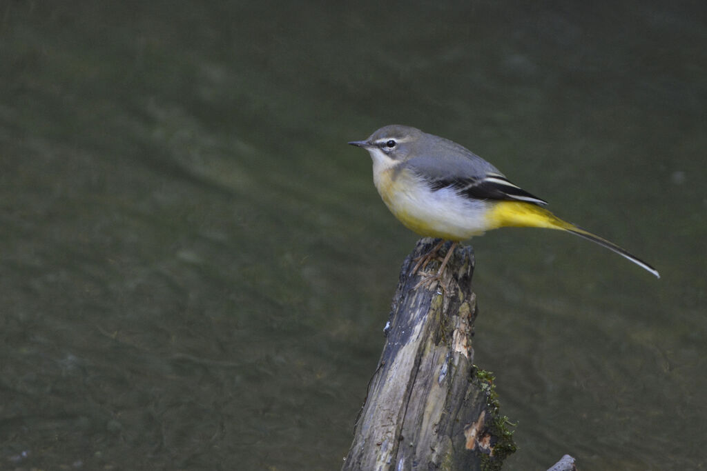 Grey Wagtail