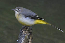 Grey Wagtail