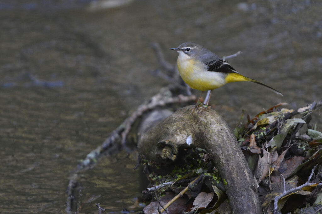 Grey Wagtail