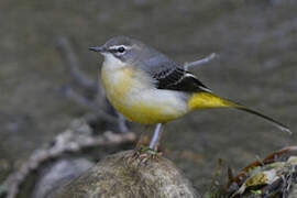 Grey Wagtail