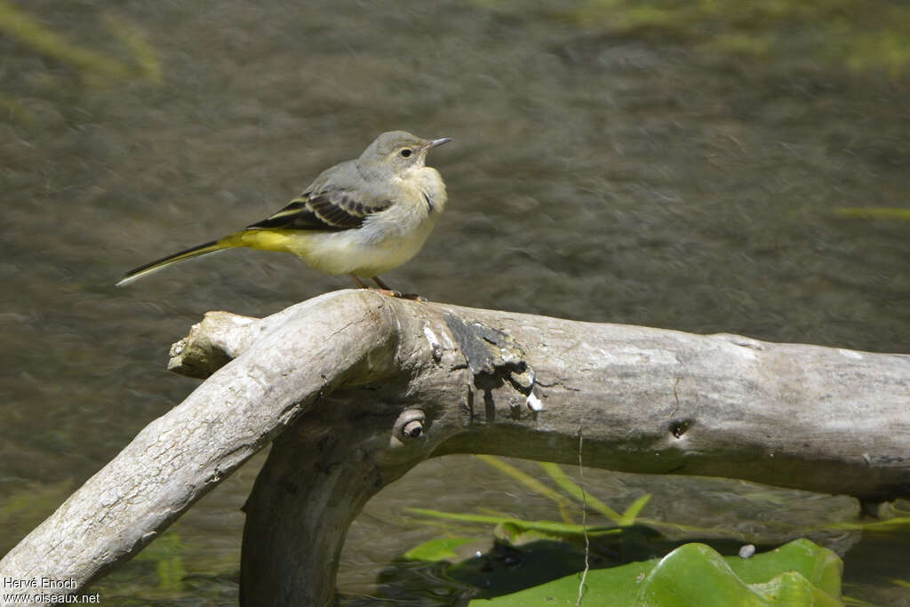 Bergeronnette des ruisseauxjuvénile, identification