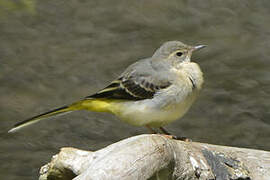 Grey Wagtail