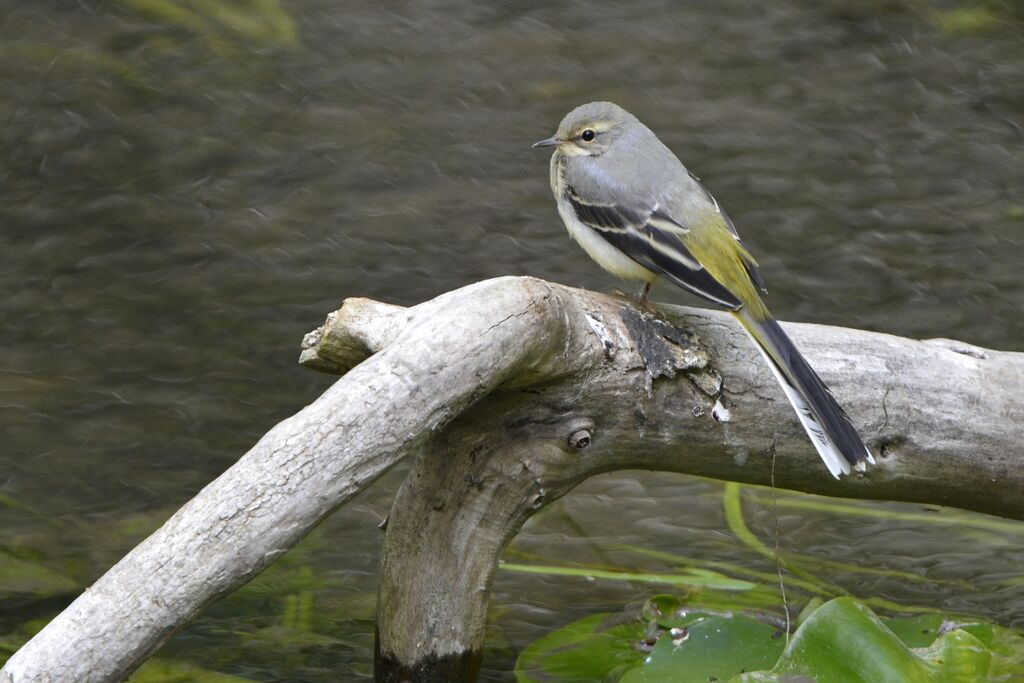 Bergeronnette des ruisseaux