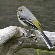 Grey Wagtail