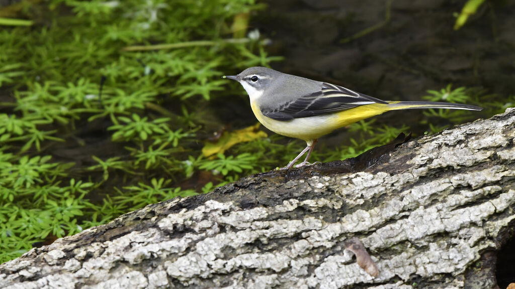 Bergeronnette des ruisseauxadulte, identification