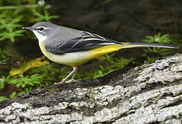 Grey Wagtail