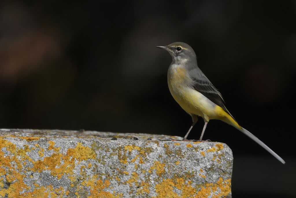 Grey Wagtail, identification