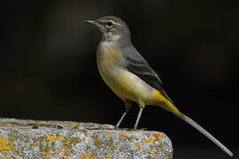 Grey Wagtail