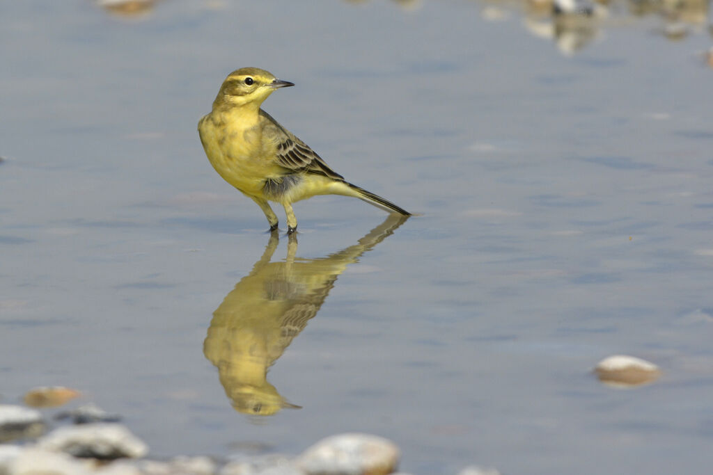 Western Yellow Wagtail (flavissima), identification