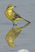 Western Yellow Wagtail (flavissima)