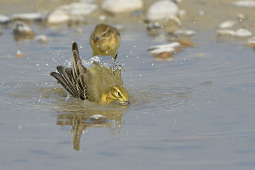 Western Yellow Wagtail (flavissima), Behaviour