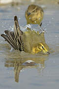 Western Yellow Wagtail (flavissima)