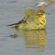 Western Yellow Wagtail (flavissima)