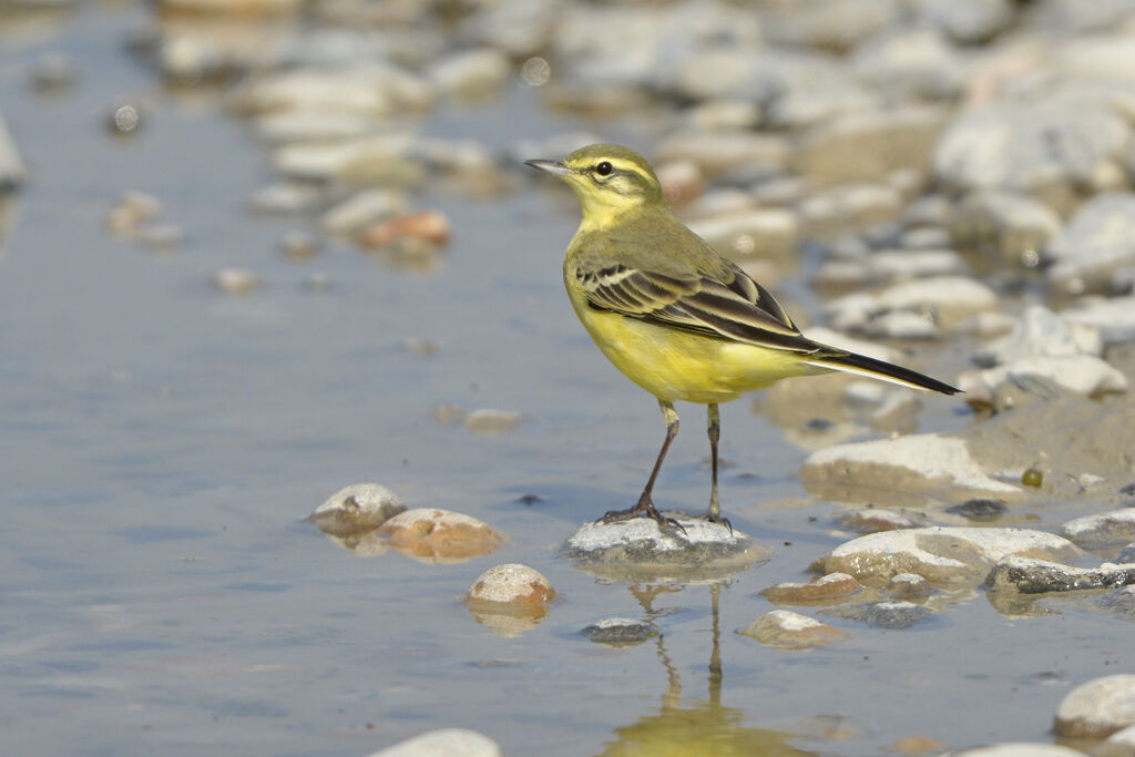 Western Yellow Wagtail (flavissima), identification