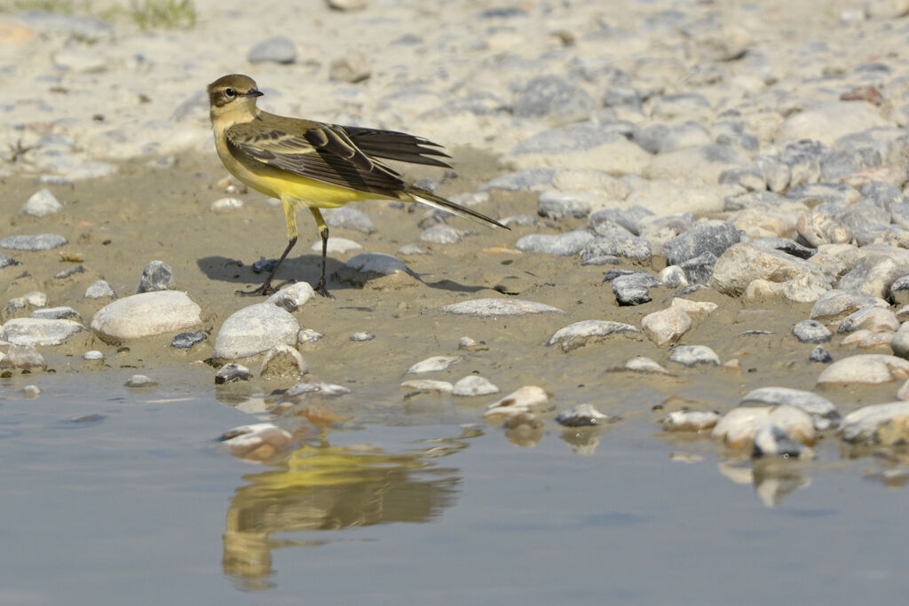 Western Yellow Wagtail (flavissima), identification