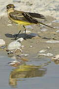 Western Yellow Wagtail (flavissima)