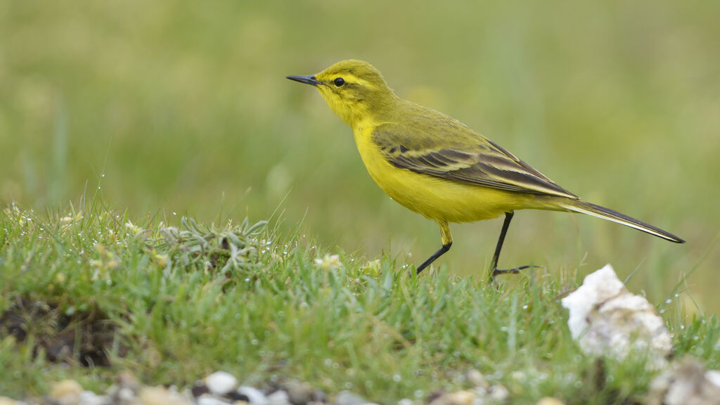 Western Yellow Wagtail (flavissima) male adult breeding, identification