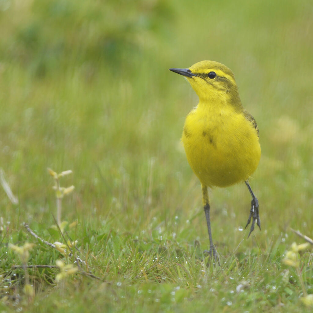 Western Yellow Wagtail (flavissima) male adult breeding, identification