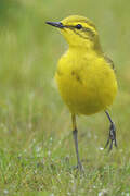 Western Yellow Wagtail (flavissima)