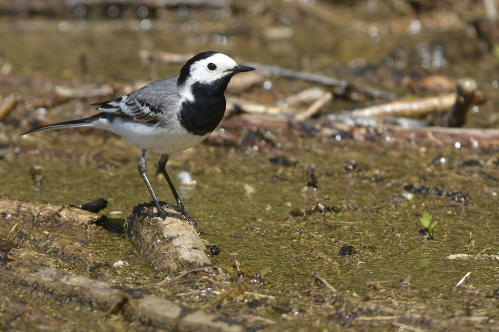 White Wagtailadult, identification