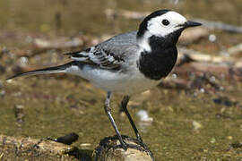 White Wagtail