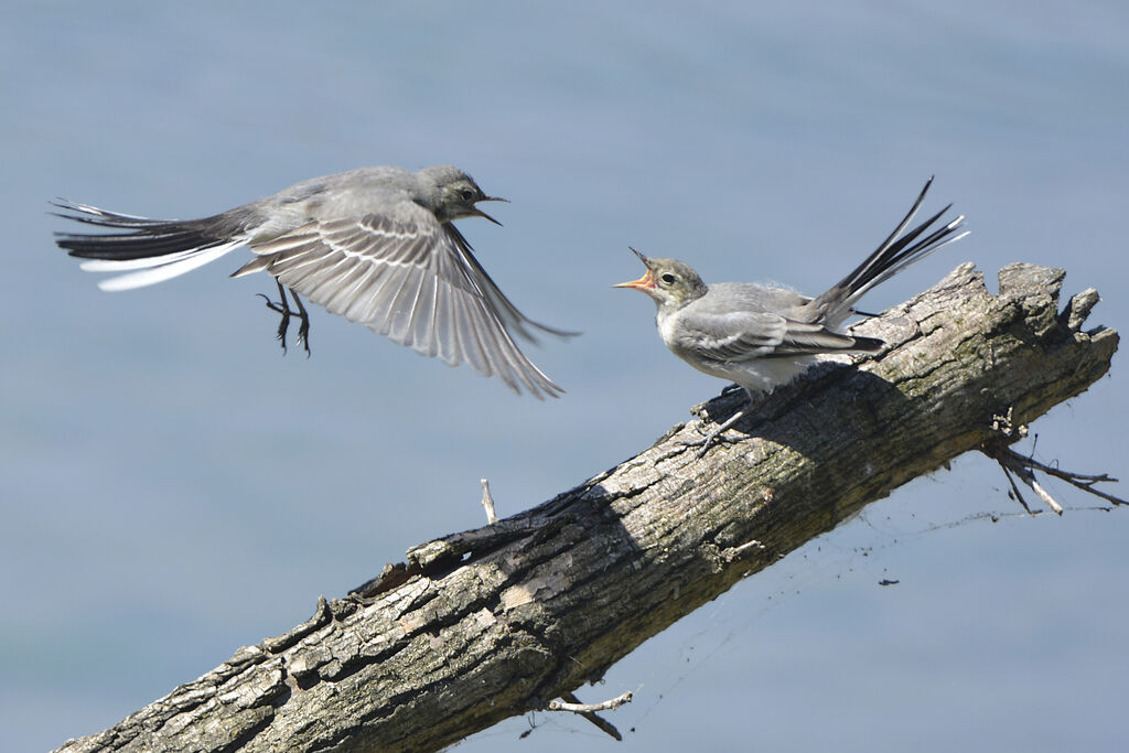 White Wagtail, identification, Behaviour