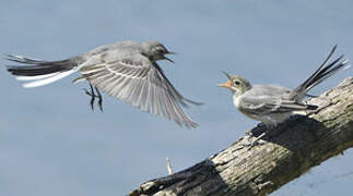 White Wagtail