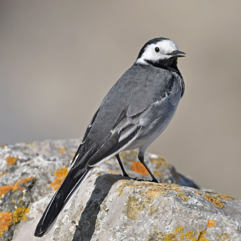 White Wagtailadult, identification